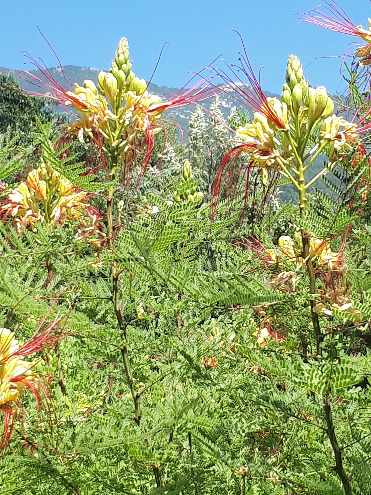 Everest Apart Hotel Ölüdeniz Zewnętrze zdjęcie